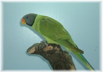 Slaty-headed parakeet