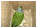 Nesting